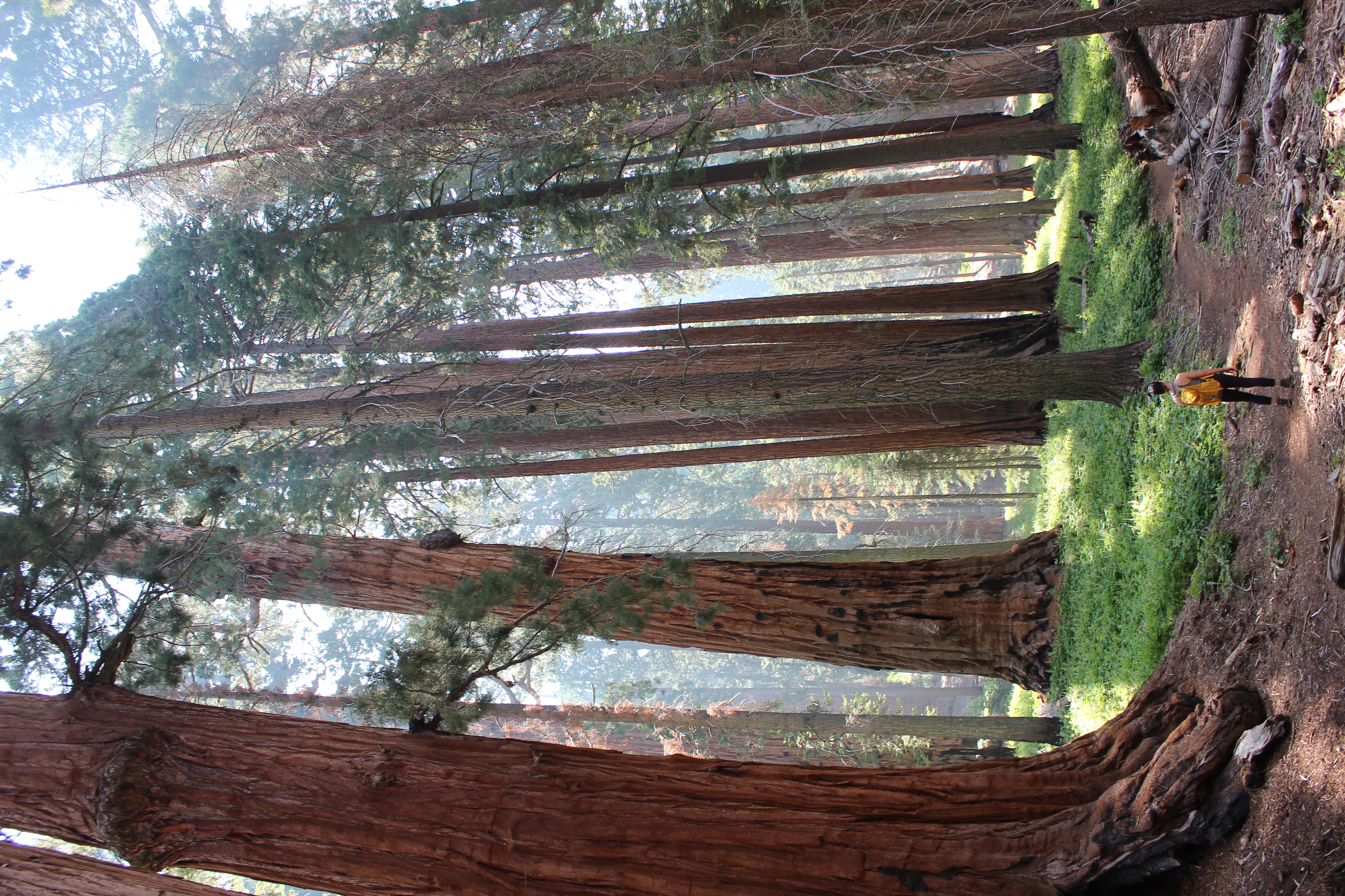 Hiking in the redwoods